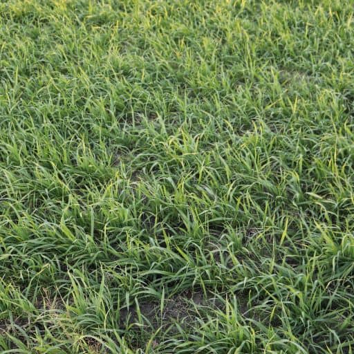 BOB OATS Douglass King Seeds